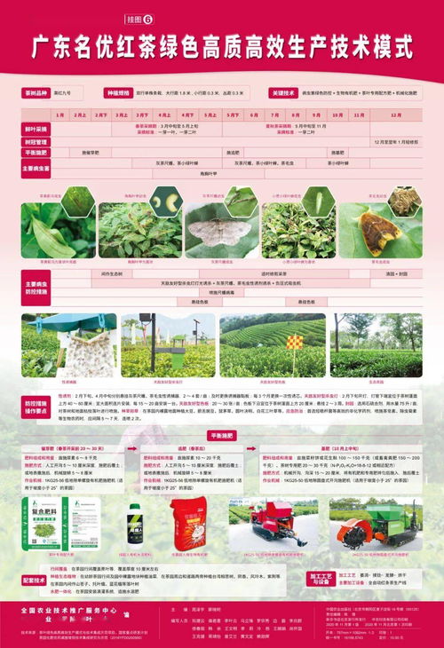 茶叶绿色高质高效生产模式 图文并茂，一学就会